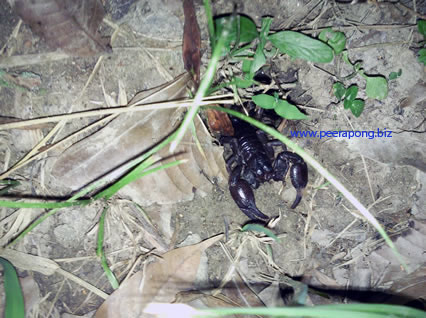Scorpion with White Light